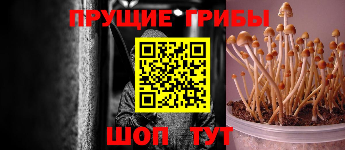 Галлюциногенные грибы Psilocybine cubensis Шали